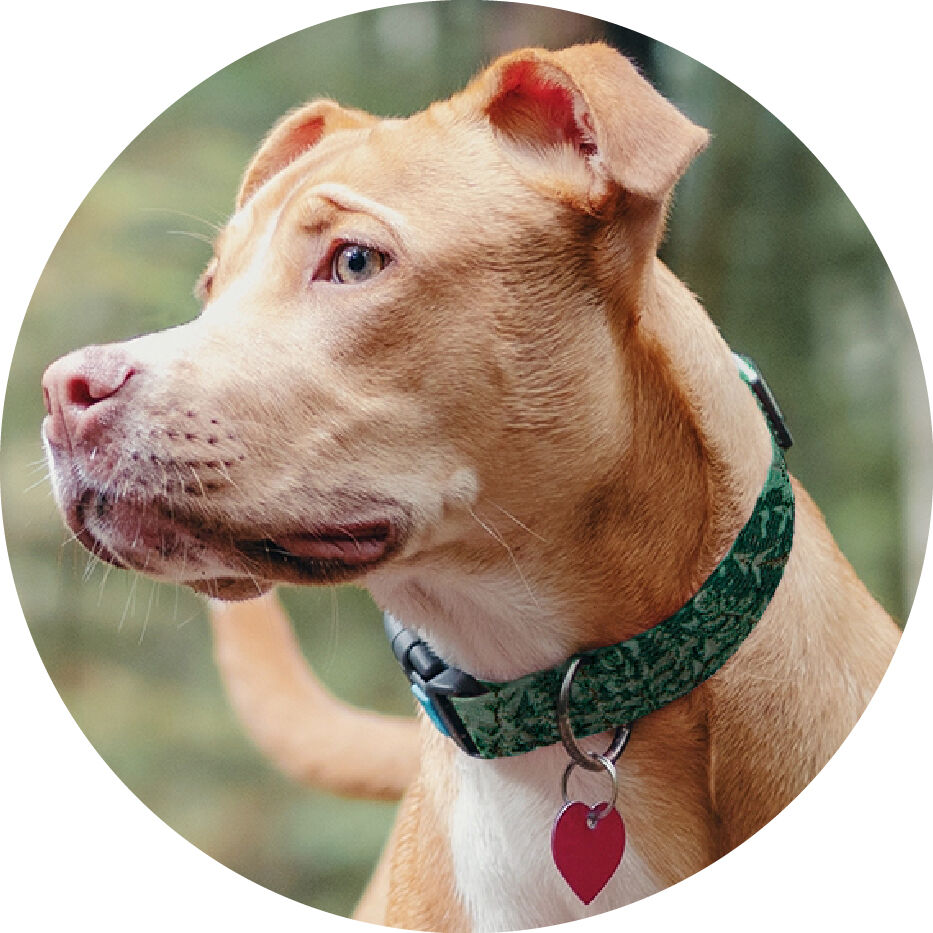 dog wearing Mud Bay pattern collar